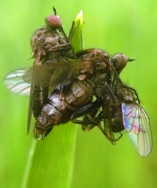 Empididae - táncoslegyek