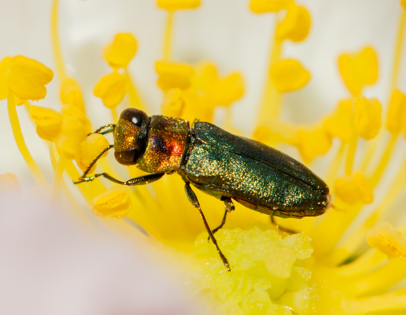 Anthaxia signaticollis - keleti virágdíszbogár
