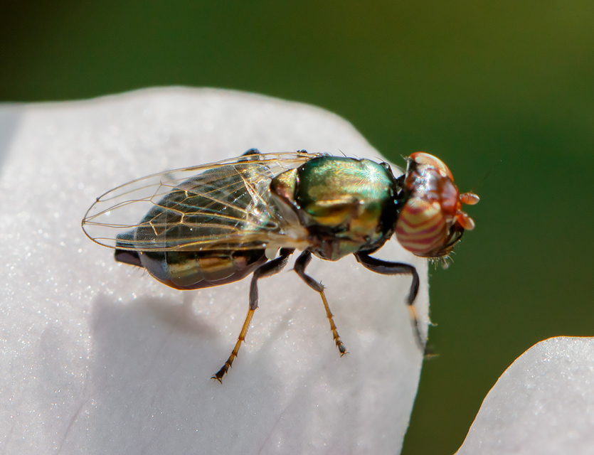 Physiphora alceae