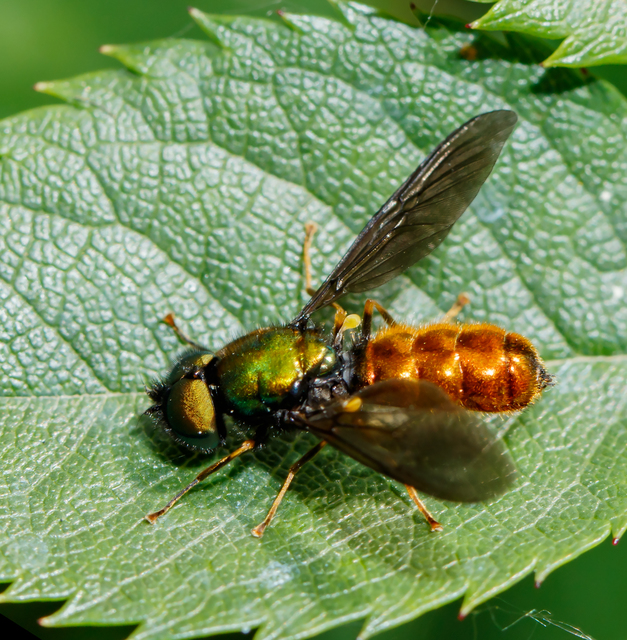 Chloromyia