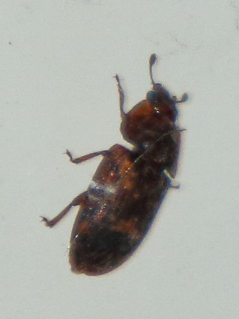 Soronia grisea - pettyegetett fénybogár