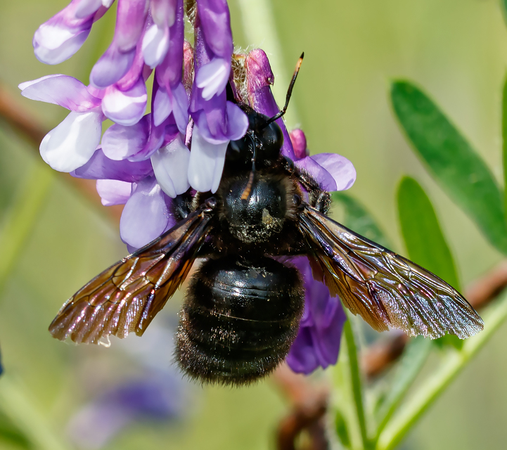 Xylocopa violacea - kék fadongó