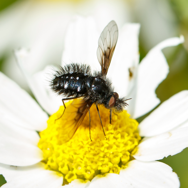 Bombylella atra - ezüstpettyes pöszörlégy