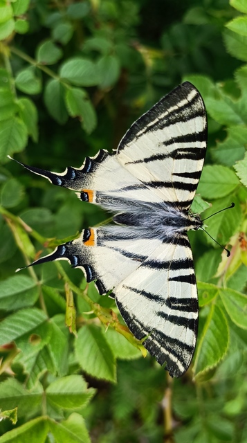 Iphiclides podalirius - kardoslepke