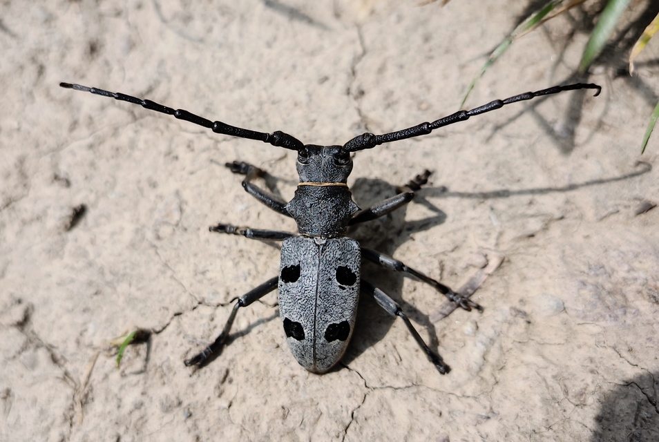 Morimus asper funereus - gyászcincér Morimus asper funereus - gyászcincér