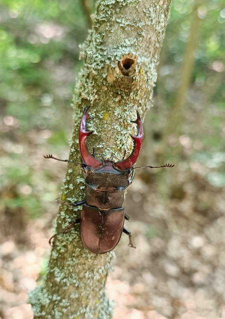 Lucanus cervus - nagy szarvasbogár