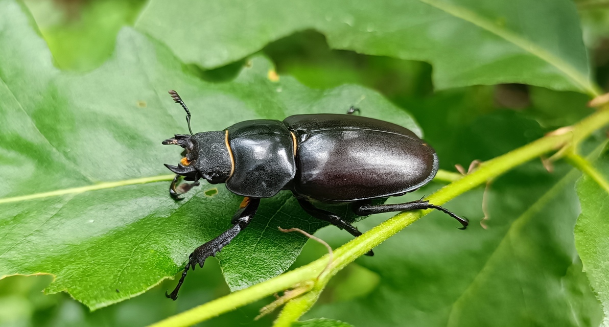 Lucanus cervus - nagy szarvasbogár