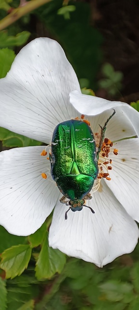 Cetonia aurata - aranyos virágbogár