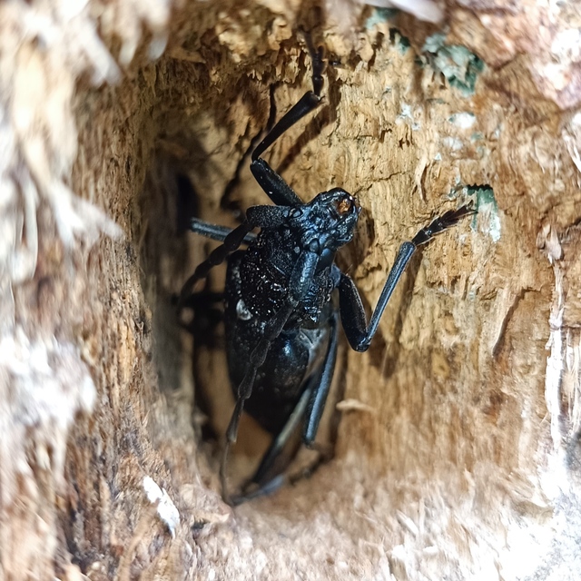 Cerambyx cerdo - nagy hőscincér
