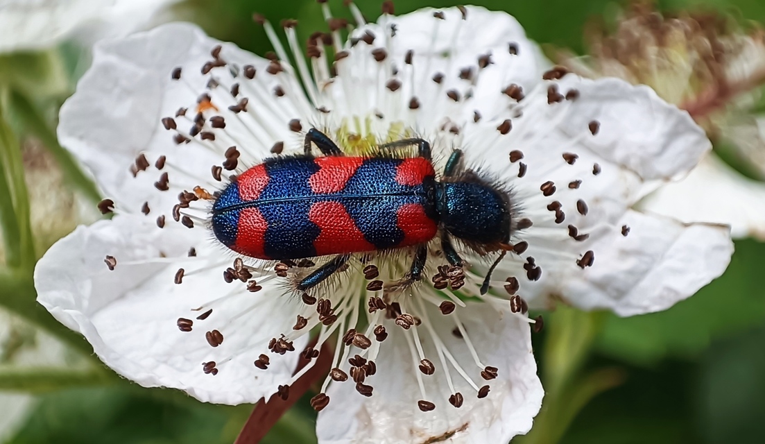 Trichodes favarius - hatfoltos méhészbogár