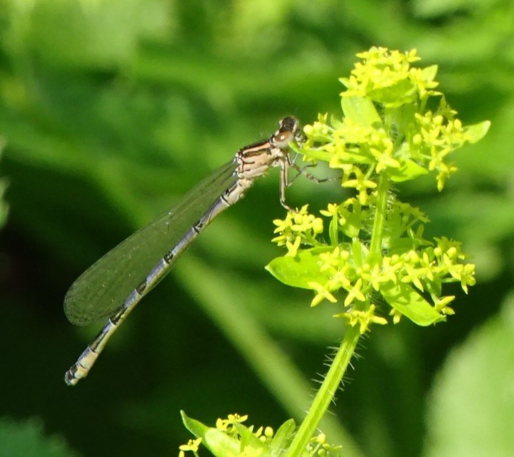 Coenagrion ornatum - díszes légivadász