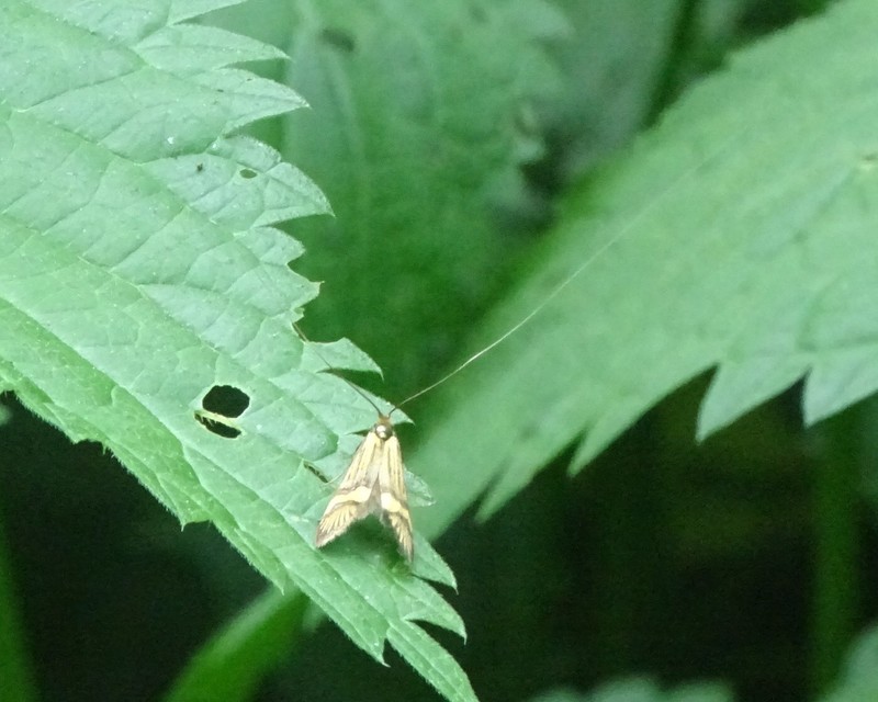 Nemophora degeerella - pompás tőrösmoly