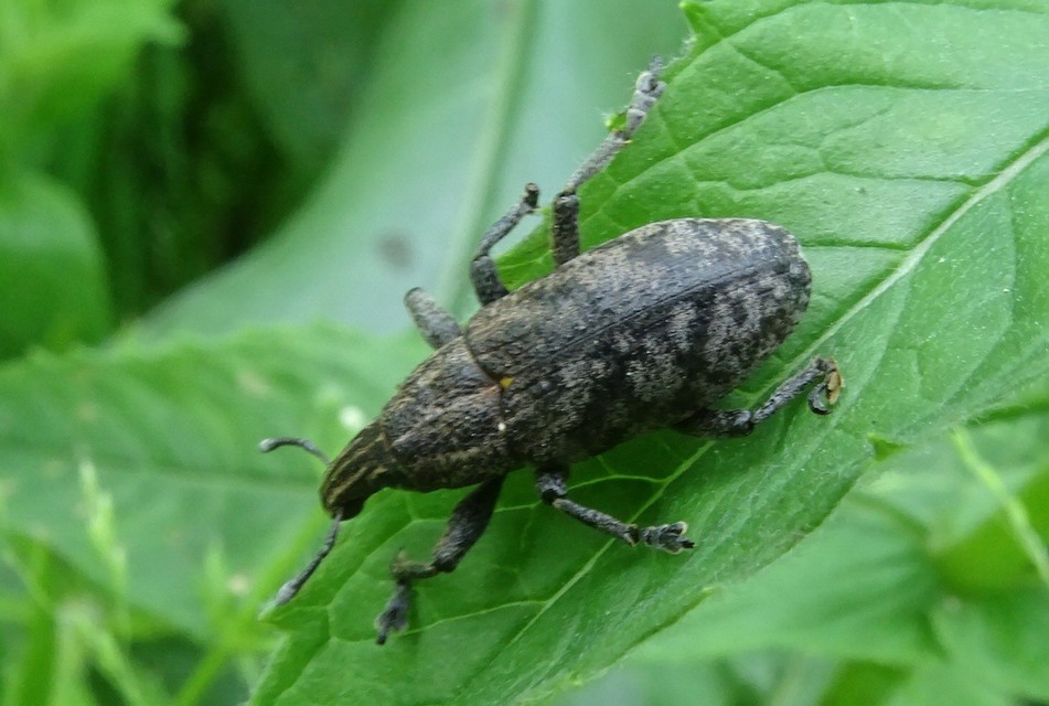 Cleonis pigra - közönséges bogáncsbarkó
