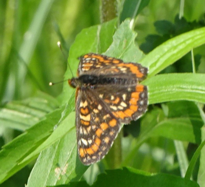 Euphydryas maturna - díszes tarkalepke