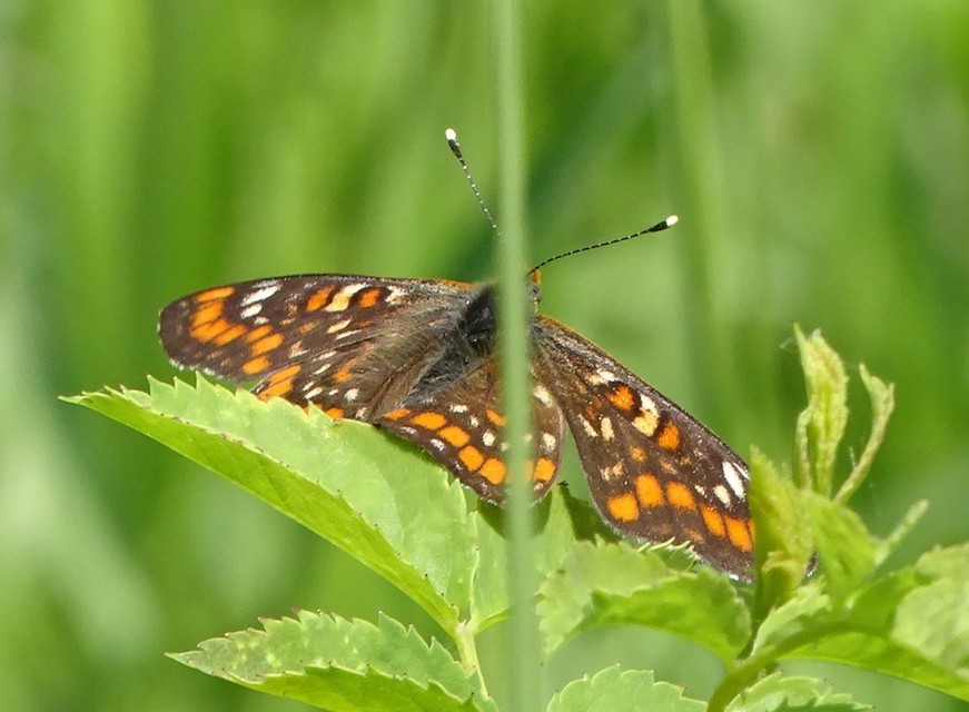 Euphydryas maturna - díszes tarkalepke