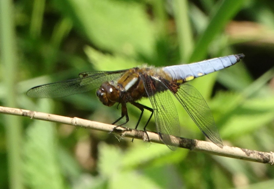 Libellula depressa - széles laposacsa