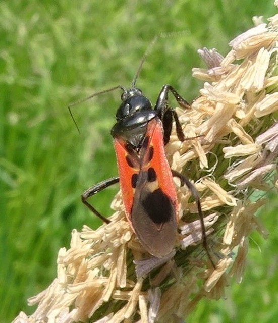 Peirates hybridus - foltos rablópoloska