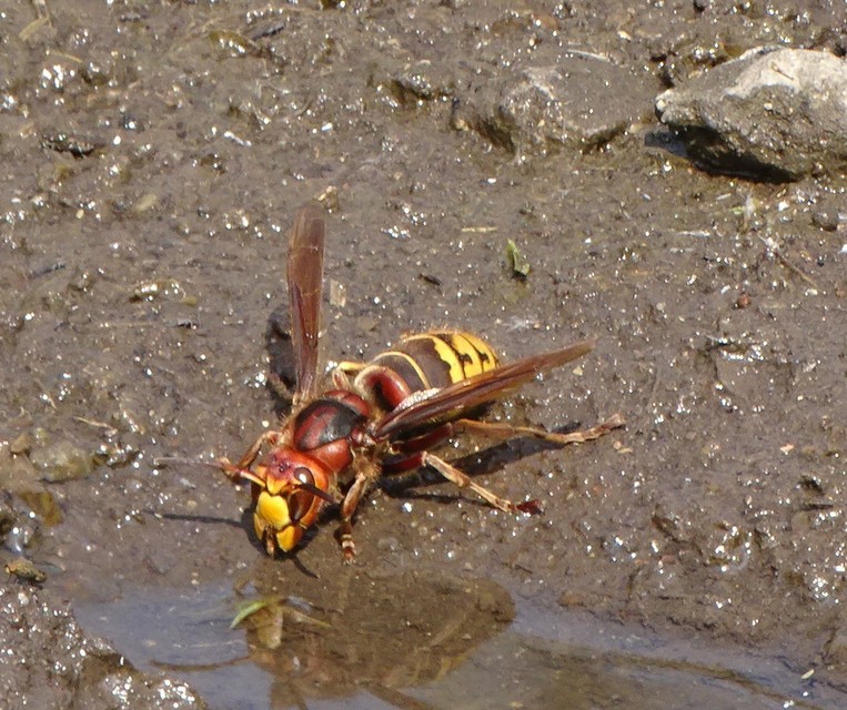 Vespa crabro - lódarázs