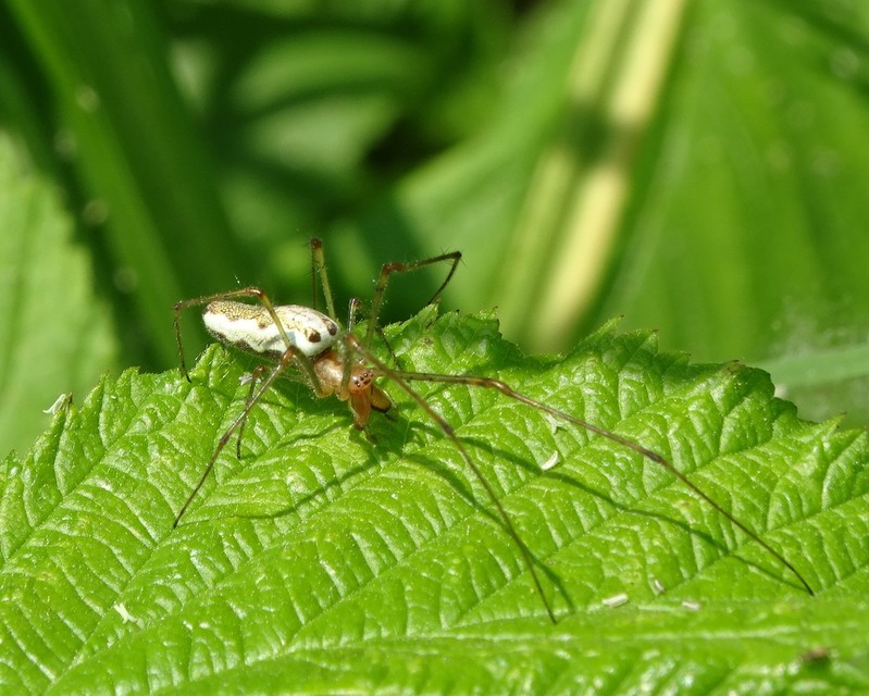 Tetragnatha