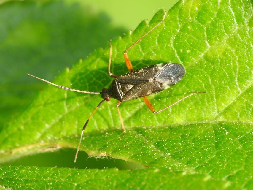 Closterotomus fulvomaculatus - komlópoloska Closterotomus fulvomaculatus - komlópoloska