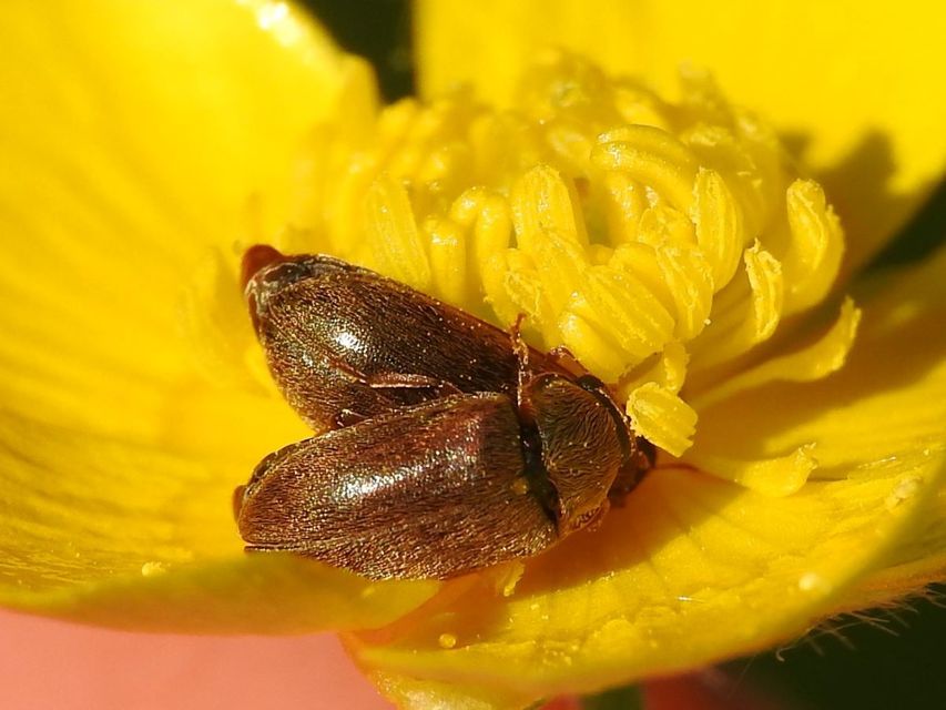 Byturus ochraceus - gyömbérgyökérbogár