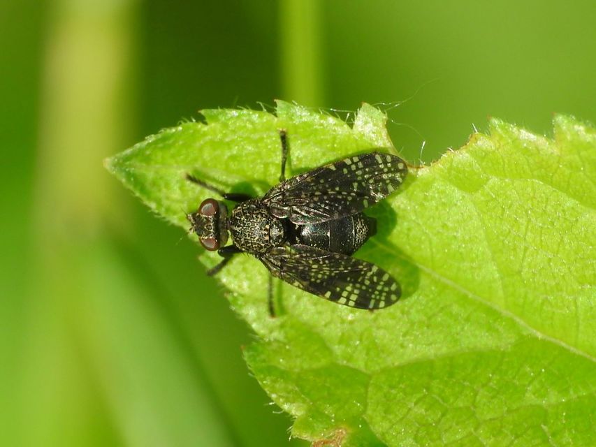 Platystoma