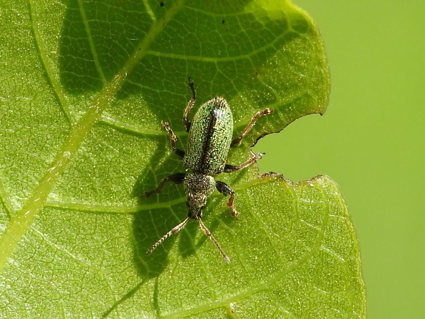 Phyllobius betulinus - változékony levélormányos