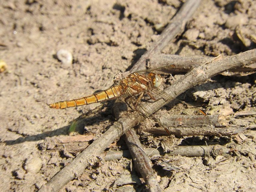 Orthetrum brunneum - pataki pásztorszitakötő