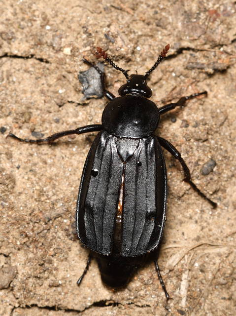 Necrodes littoralis - nagy dögbogár