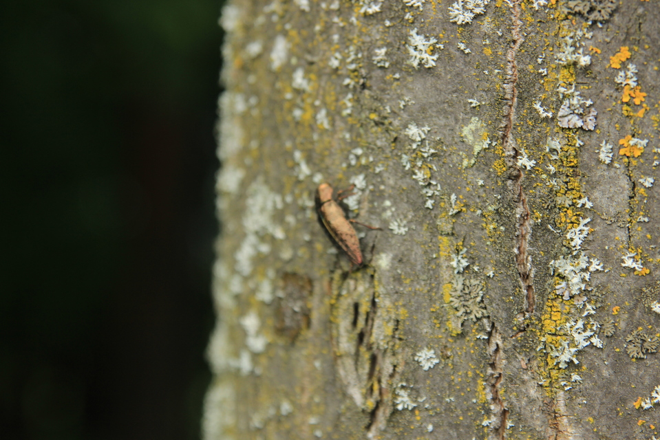 Dicerca berolinensis - bükkfa-díszbogár