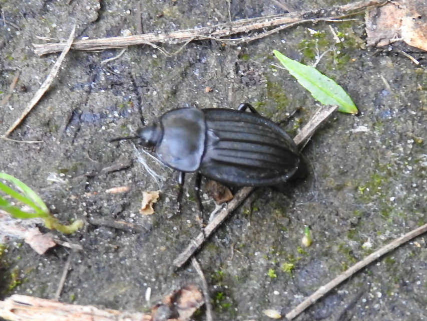 Silpha carinata - karimás dögbogár