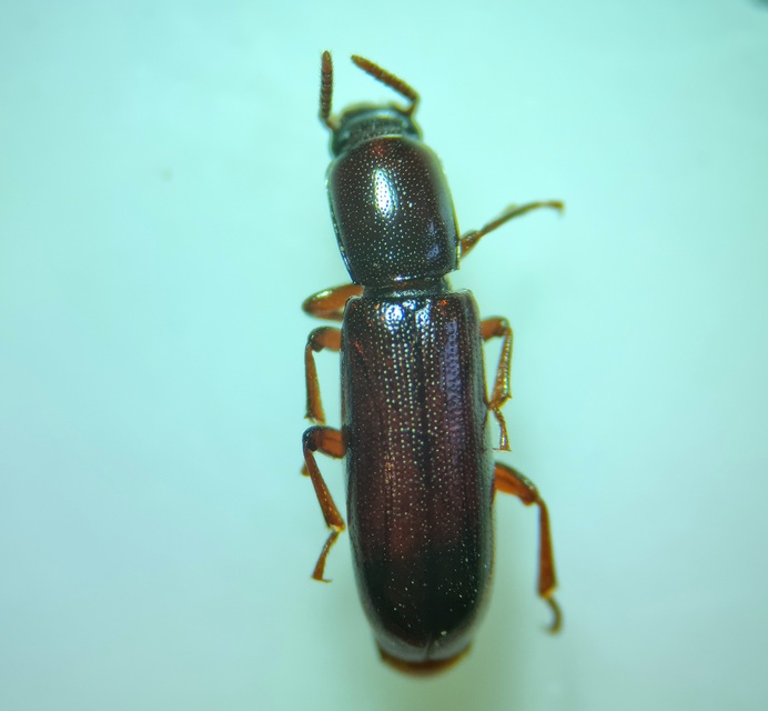 Corticeus unicolor - egyszínű kéregbújó