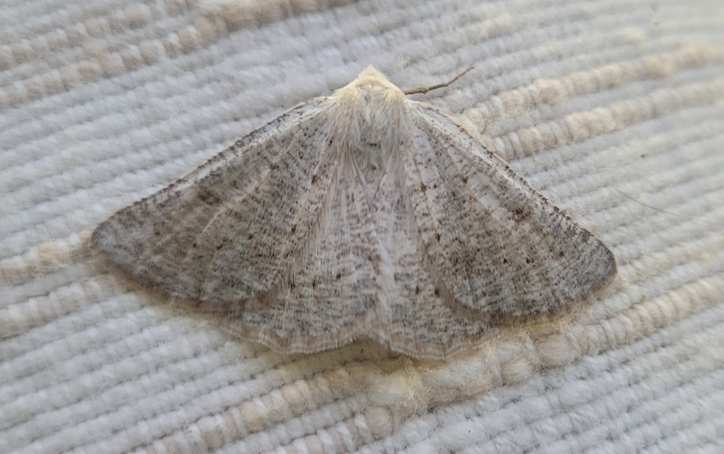 Dyscia conspersaria - sziklaüröm-araszoló