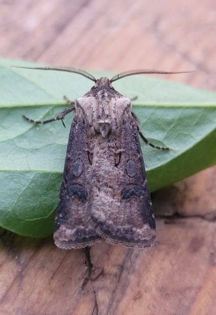 Agrotis clavis - zömök földibagoly