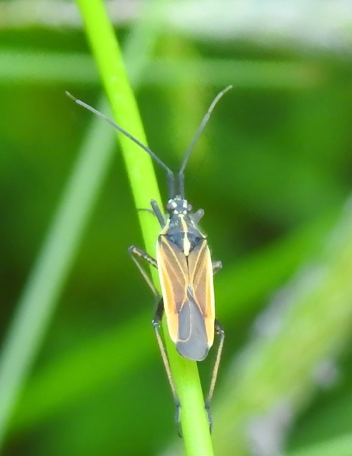 Leptopterna dolabrata - közönséges mezeipoloska