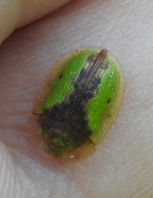 Cassida Cassida