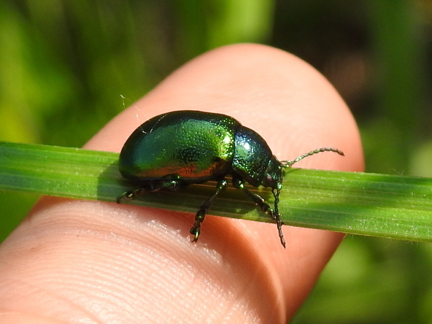 Chrysolina graminis - zöld varádicslevelész