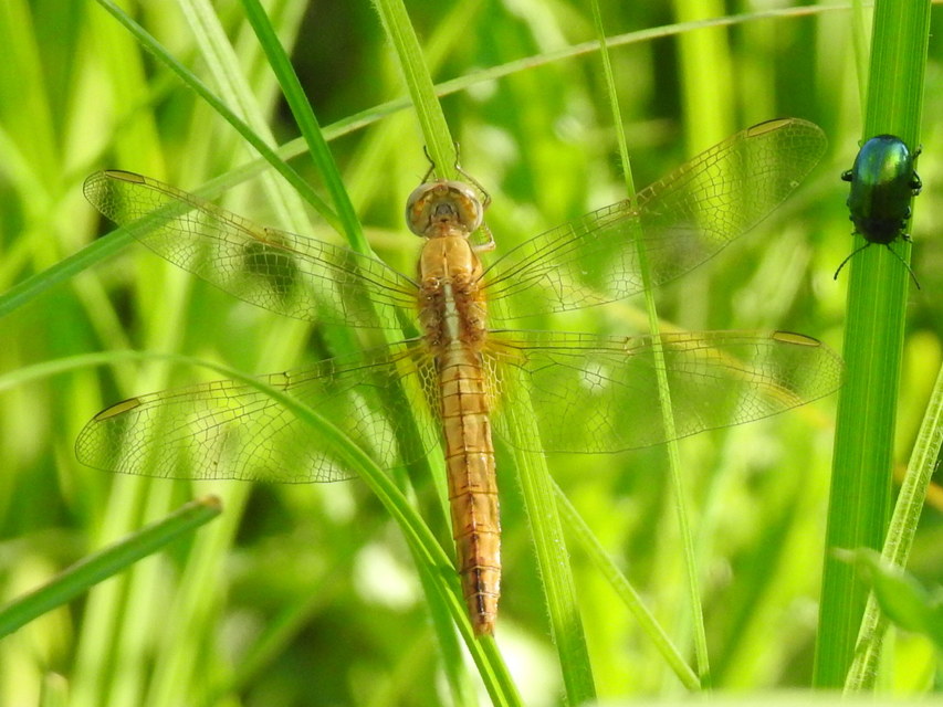 Crocothemis erythraea - skarlát szitakötő