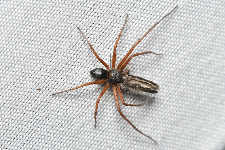 Philodromus