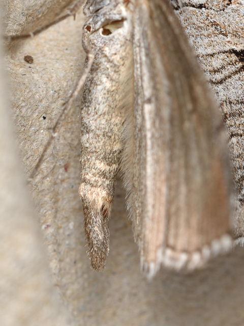Aplocera plagiata - szürke csíkosaraszoló