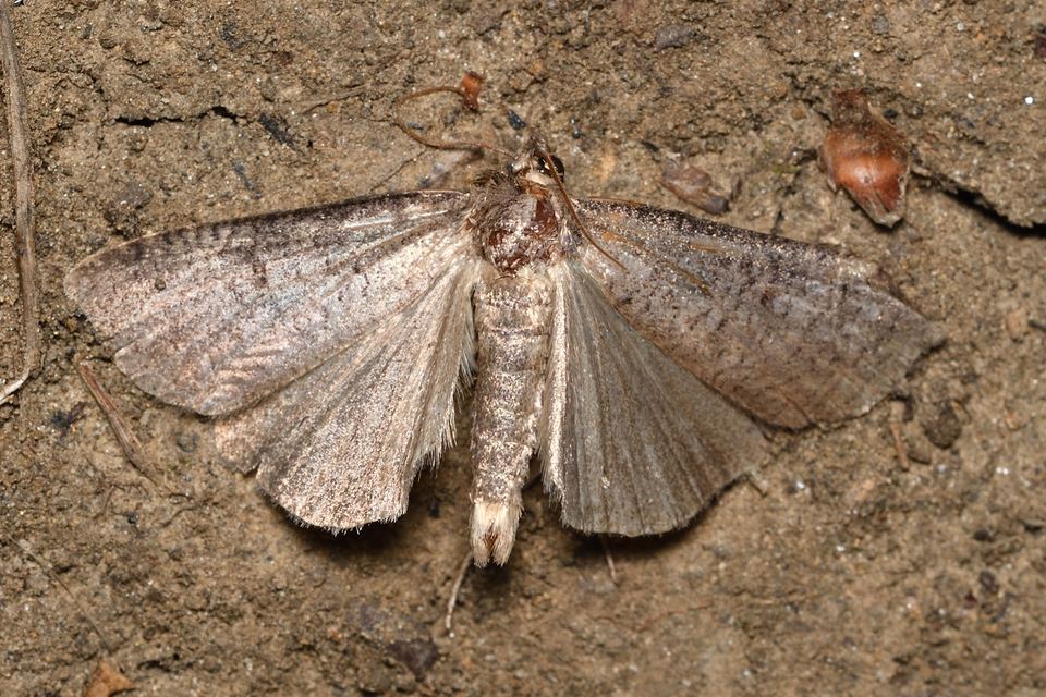Lygephila procax - fekete csüdfűbagoly