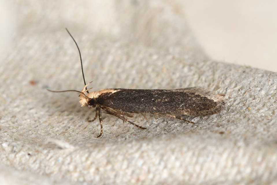 Aroga flavicomella - aranyfejű sarlósmoly