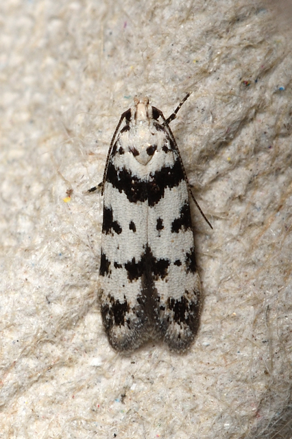 Pseudotelphusa scalella - moharágó sarlósmoly