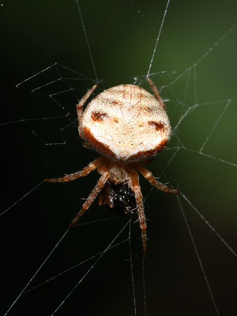 Araneus triguttatus - háromfoltos keresztespók