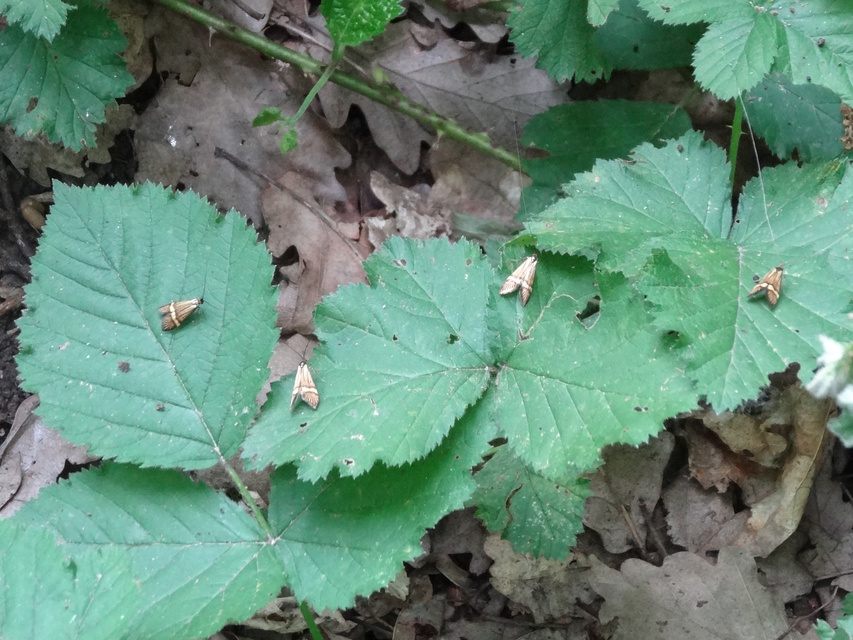 Nemophora degeerella - pompás tőrösmoly