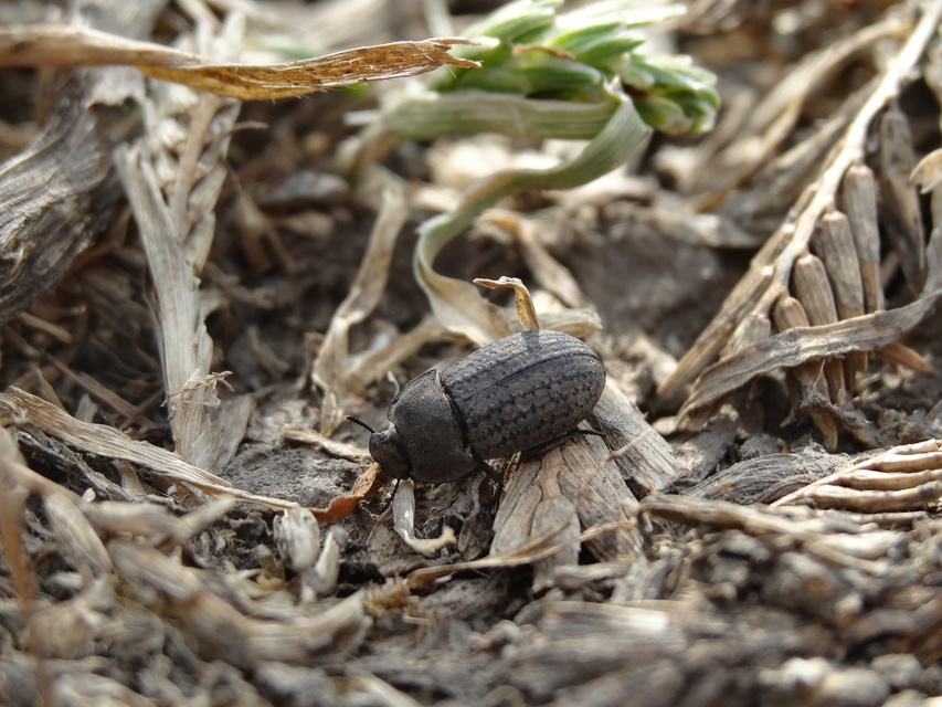 Opatrum sabulosum - sároshátú gyászbogár