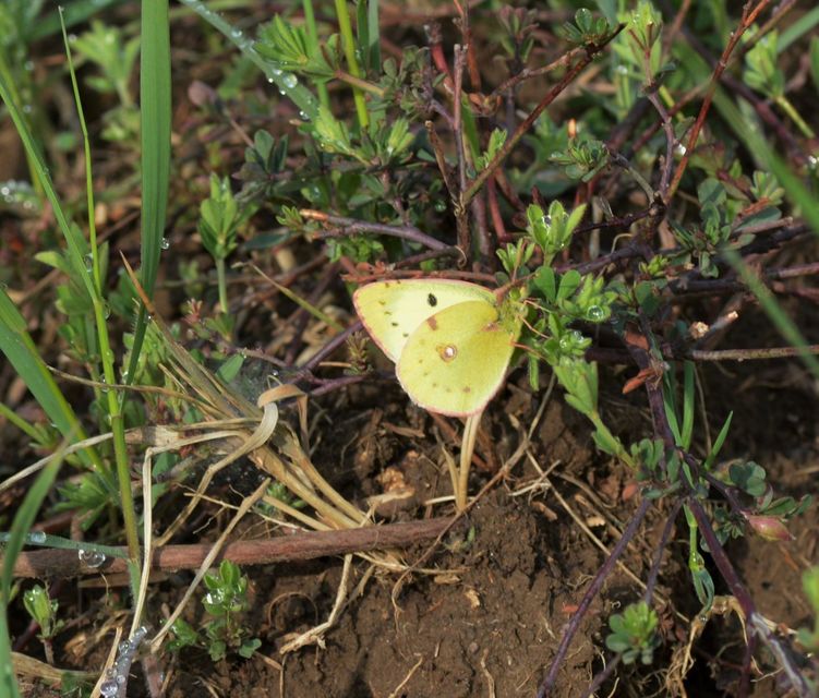 Colias alfacariensis - déli kéneslepke