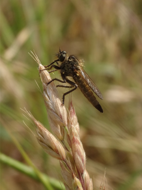 Dysmachus