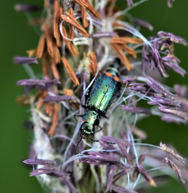 Malachius bipustulatus - kétfoltos bibircsesbogár
