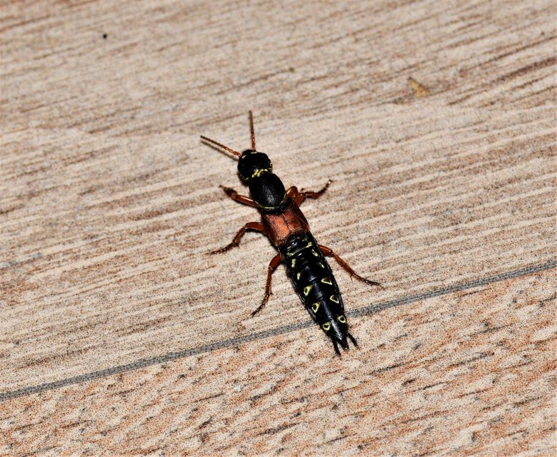 Staphylinus caesareus - aranysujtásos holyva